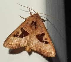 Phlogophora periculosa
