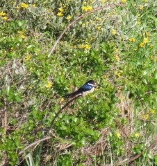 Hirundo albigularis