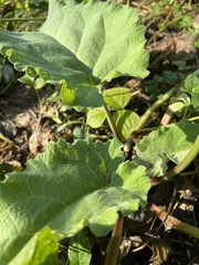 Arctium lappa