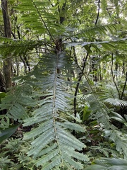 Cyatheaceae