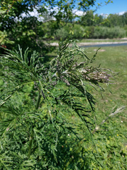 Urtica cannabina