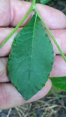 Elephantopus carolinianus