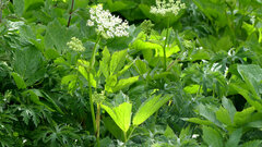 Peucedanum ostruthium