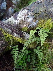 Cystopteris moupinensis