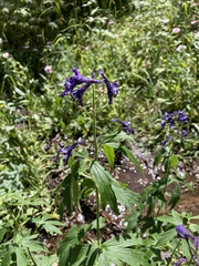 Delphinium barbeyi