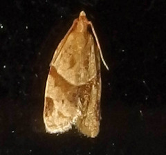 Clepsis peritana