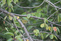 Leiothlypis peregrina