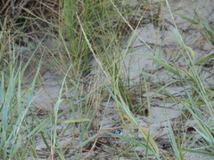 Panicum amarum