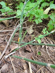 Equisetum hyemale