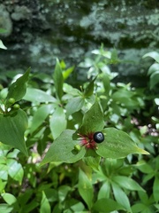 Medeola virginiana