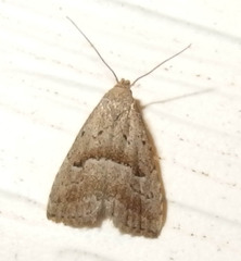 Hypenodes fractilinea