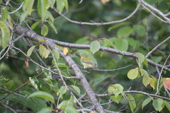 Leiothlypis peregrina
