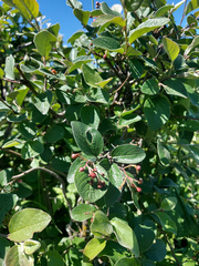 Cotoneaster melanocarpus