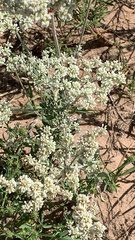 Eriogonum annuum