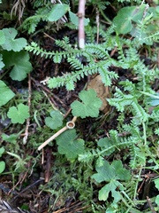Hydrocotyle nepalensis