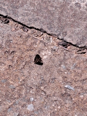 Neptis