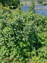 Cotoneaster melanocarpus