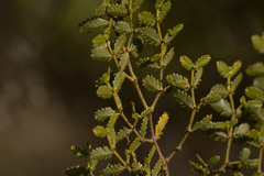 Larrea nitida
