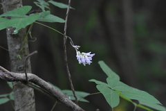 Amphicarpaea bracteata