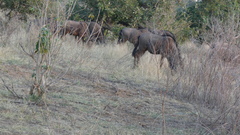 Connochaetes taurinus taurinus