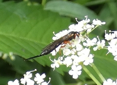 Itoplectis conquisitor