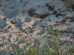Sporobolus pumilus