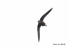 Hirundapus caudacutus