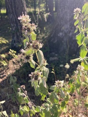 Pycnanthemum incanum