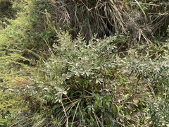 Elaeagnus oldhamii