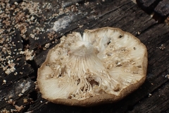 Paxillus involutus