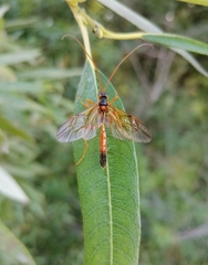 Opheltes glaucopterus