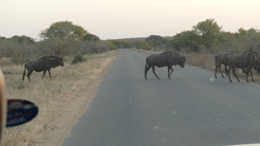 Connochaetes taurinus taurinus