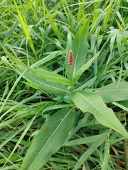 Persicaria amphibia