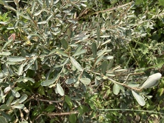 Elaeagnus oldhamii