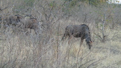 Connochaetes taurinus taurinus