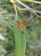 Opheltes glaucopterus