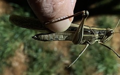 Austracris guttulosa
