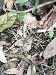 Sphenomorphus indicus