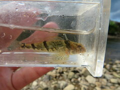 Etheostoma blennius