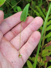 Persicaria sagittata