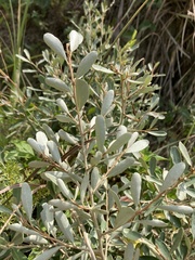 Elaeagnus oldhamii