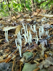 Clavaria fragilis