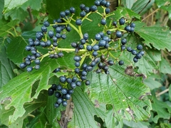 Viburnum dentatum