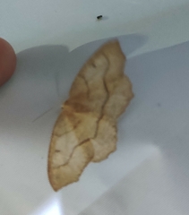 Lambdina fiscellaria