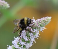 Bombus terricola