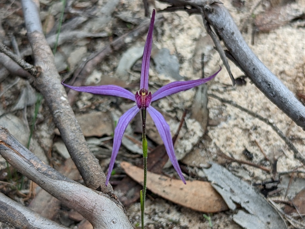 Pheladenia deformis × Caladenia capillata