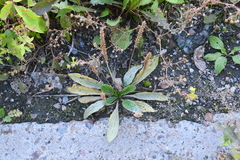 Plantago depressa