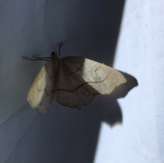 Lambdina fiscellaria