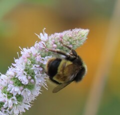 Bombus terricola