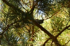 Lophophanes cristatus